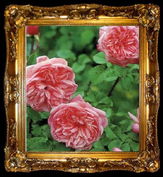 framed  unknow artist Floral, beautiful classical still life of flowers.038, ta009-2